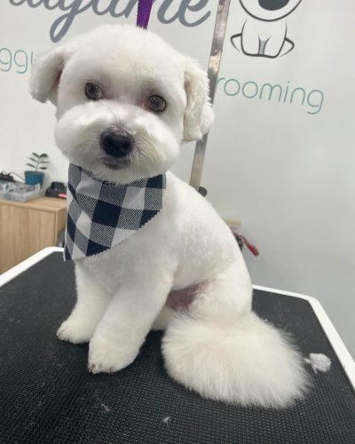 Carousel post from k9playtimedoggydaycare.