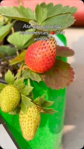 Video post from purkinje_crazyforplants.