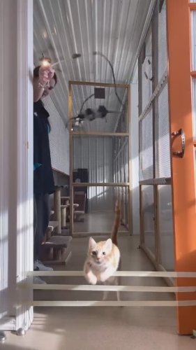 Video post from cats.cradle.winnipeg.