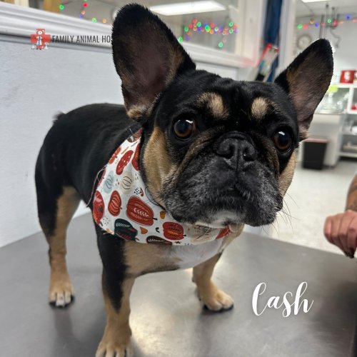 Photo post from familyanimalhospitalcm.