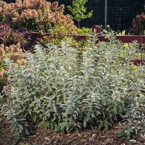 Photo post from backyardgardener.