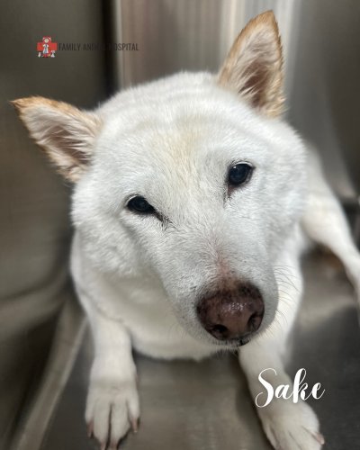 Photo post from familyanimalhospitalcm.