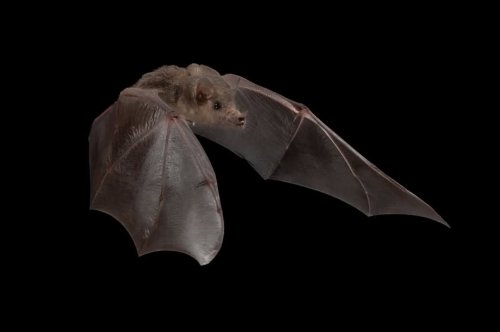 Photo post from batsloveronly.