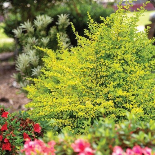 Photo post from backyardgardener.