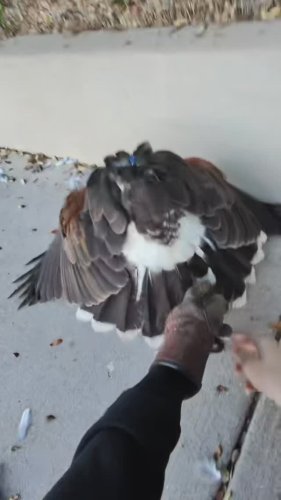 Video post from desertkingsfalconry.
