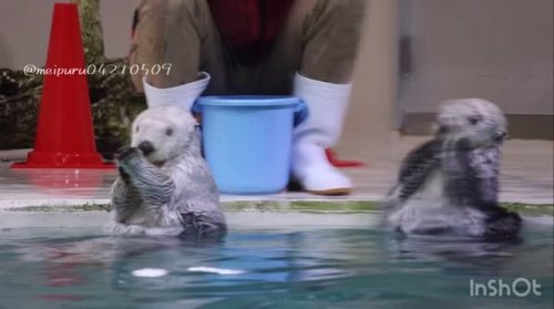 おもろマンモスらぶらどーる・猫餌 Amazon.co.jp: by Amazon 避妊・去勢猫用 フィッシュ/チキン味