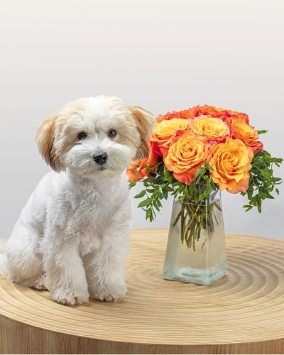Photo post from thefamilyflowers.