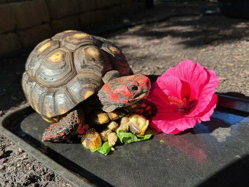 Carousel post from carapacecritters.