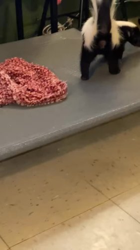 Video post from njexoticpets.
