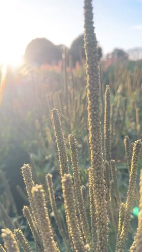 Video post from sussexprairies.
