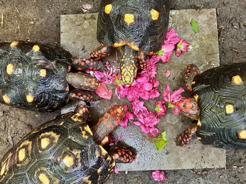 Photo post from carapacecritters.