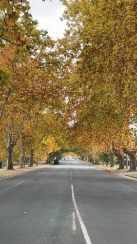 Video post from alburycity.