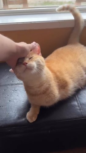 Video post from cats.cradle.winnipeg.