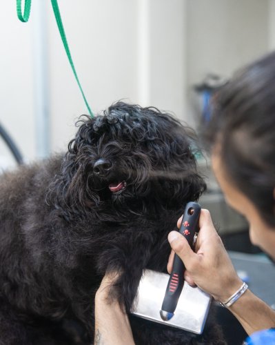 Photo post from medicalpettj.