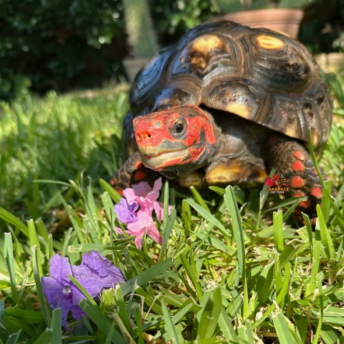 Photo post from carapacecritters.