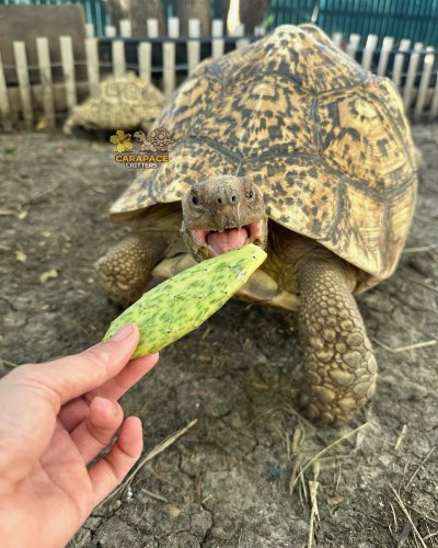 Photo post from carapacecritters.