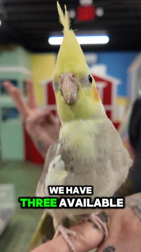 Video post from njexoticpets.