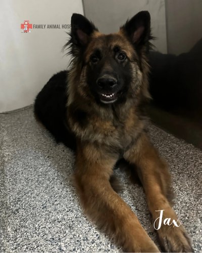 Photo post from familyanimalhospitalcm.