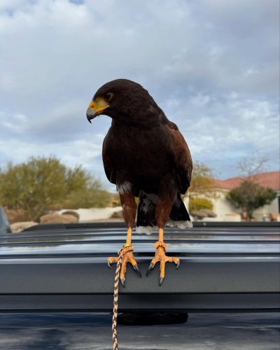 Carousel post from desertkingsfalconry.