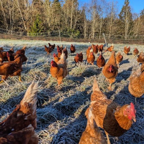 Photo post from hungryhollowfarm.