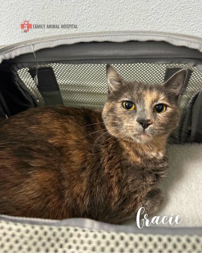 Photo post from familyanimalhospitalcm.