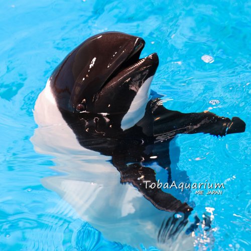 Photo post from toba_aquarium.official.
