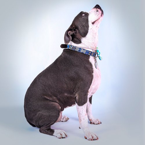 Carousel post from medicalpettj.