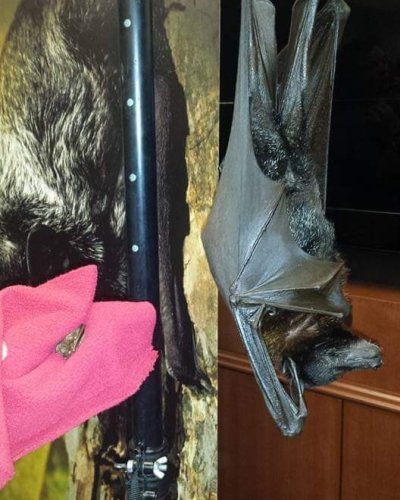 Photo post from batconservation_resq_va.