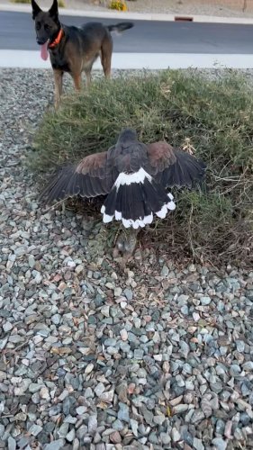 Video post from desertkingsfalconry.