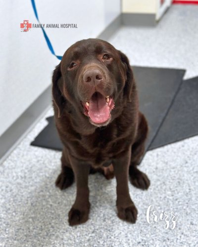 Photo post from familyanimalhospitalcm.