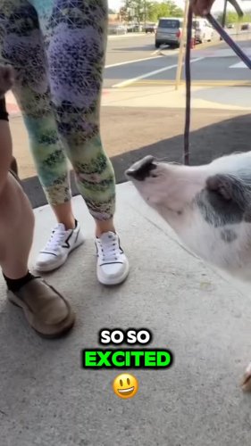Video post from njexoticpets.