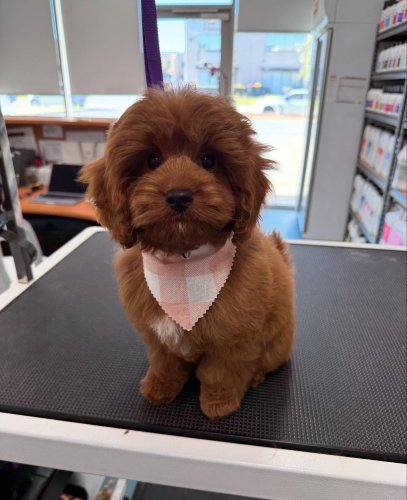 Carousel post from k9playtimedoggydaycare.