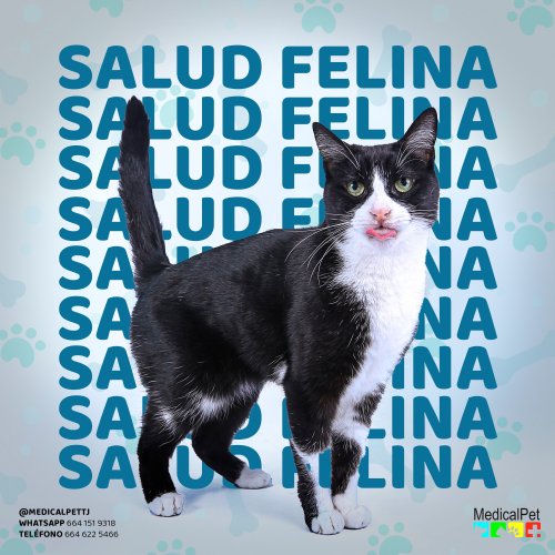 Photo post from medicalpettj.