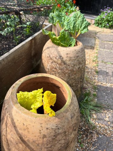 Photo post from gardenhousebrighton.