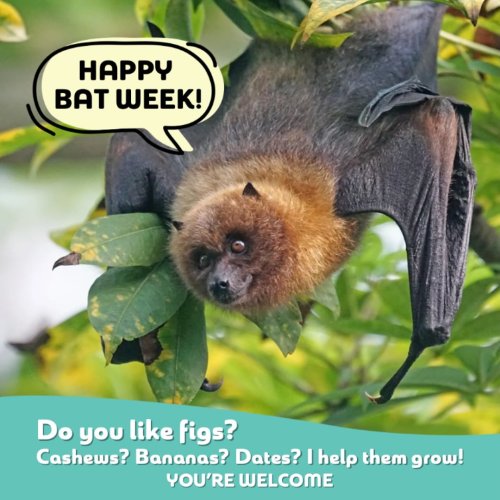 Photo post from austinbatworks.