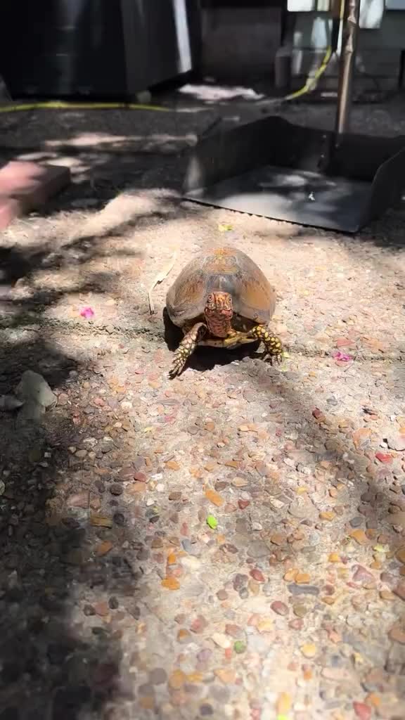 Video post from carapacecritters.