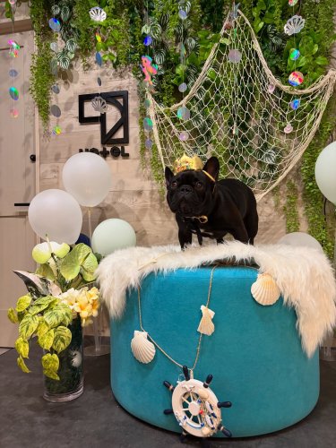 いずみがやワンクラフト｜静岡市匠宿クラフトバレーにある愛犬と