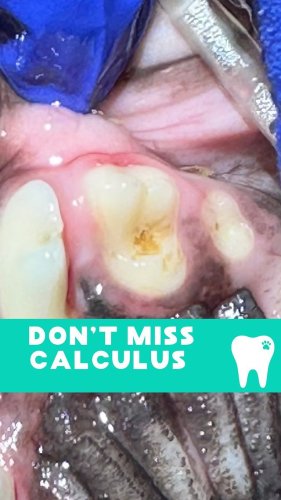 Video post from toothy.thomson.