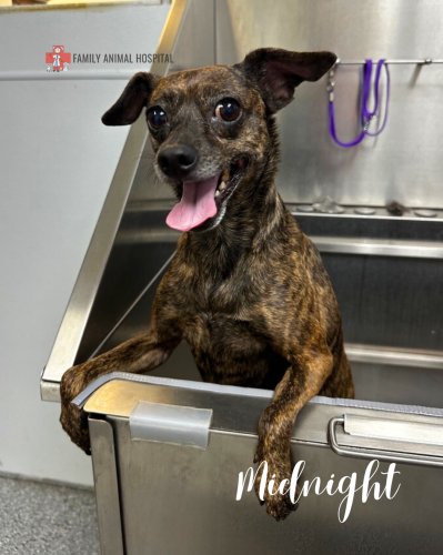 Photo post from familyanimalhospitalcm.