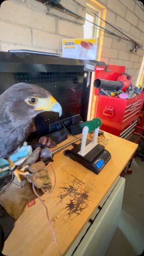 Video post from desertkingsfalconry.
