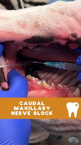 Video post from toothy.thomson.