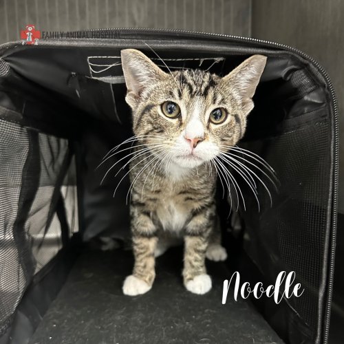 Photo post from familyanimalhospitalcm.