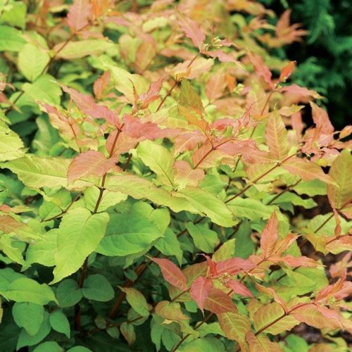 Photo post from backyardgardener.