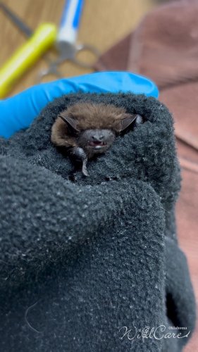Video post from wildcareoklahoma.