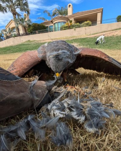 Photo post from desertkingsfalconry.