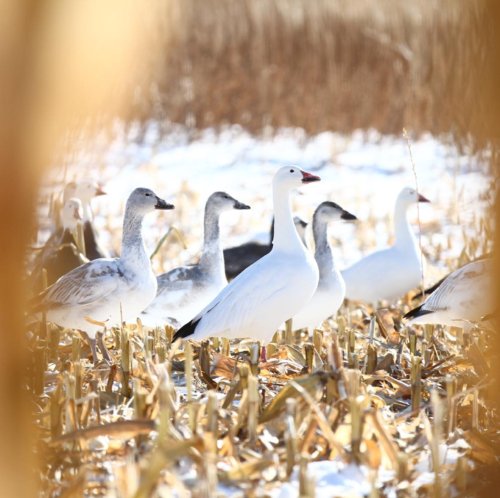 Photo post from northernskiesoutfitters.