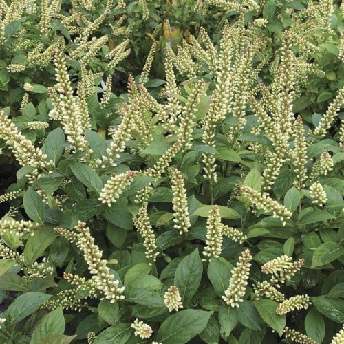 Photo post from backyardgardener.