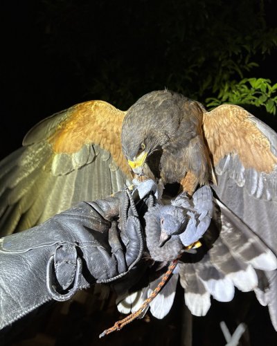 Photo post from desertkingsfalconry.