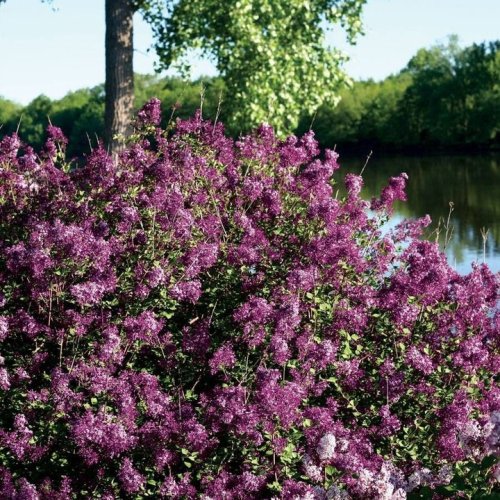 Photo post from backyardgardener.