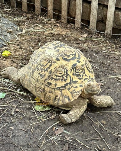 Photo post from carapacecritters.